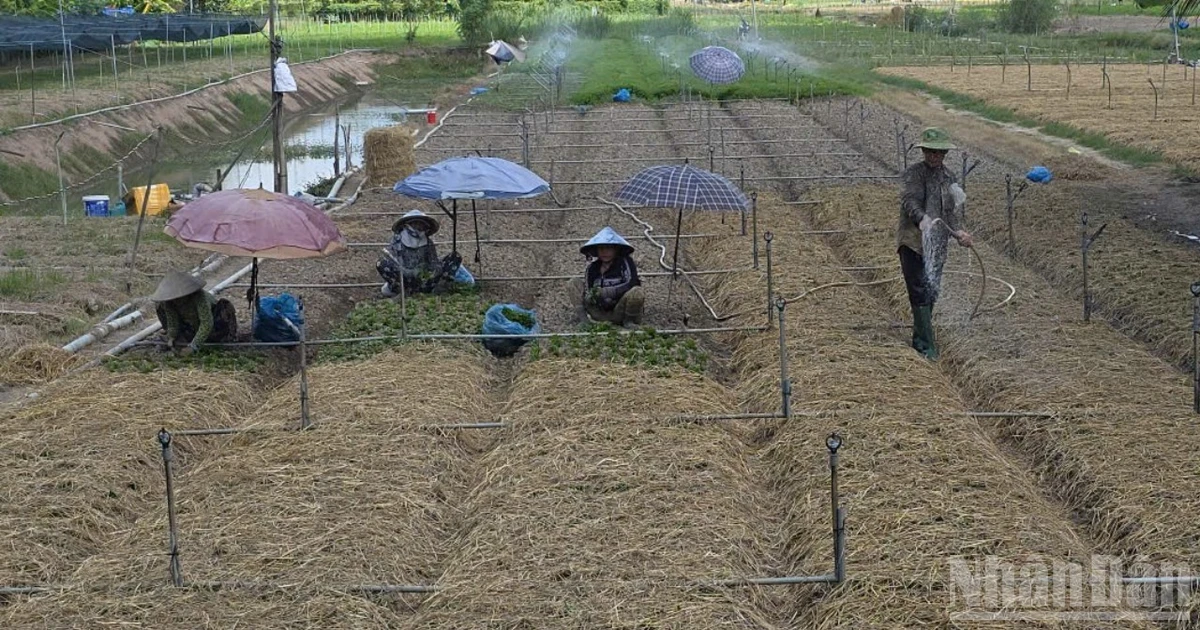 Để rơm rạ thành “mỏ vàng xanh” cho nông nghiệp sạch