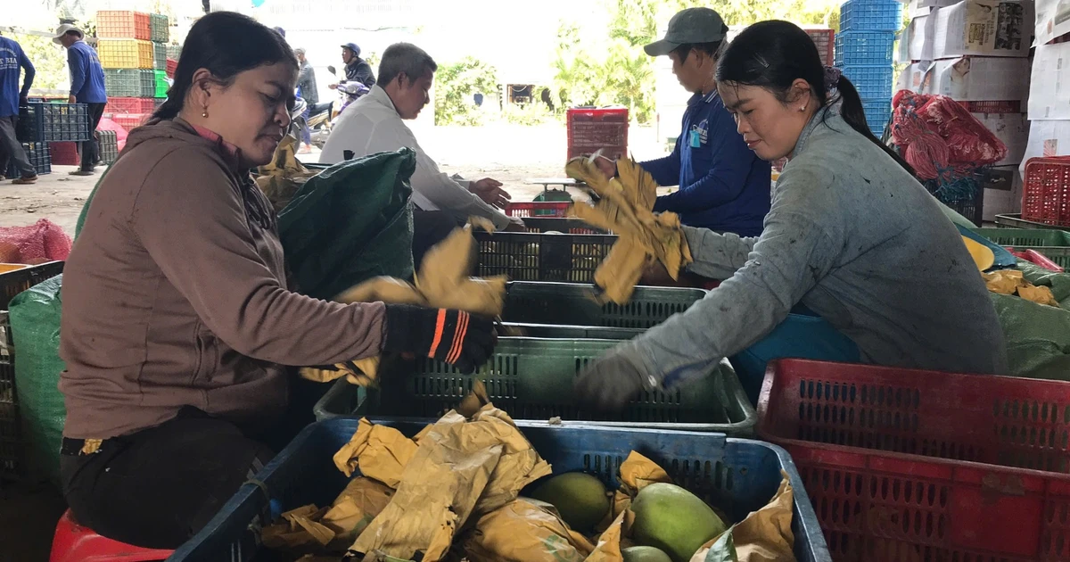 Nhà vườn xã Khánh Bình trồng xoài sạch xuất khẩu