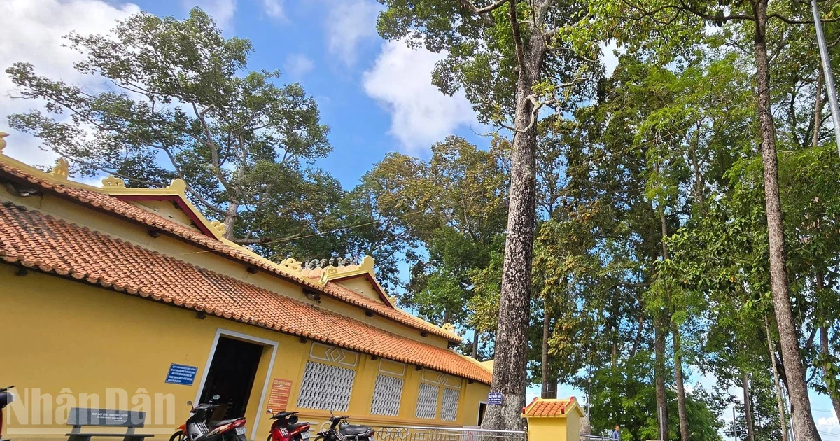 Những cây cổ thụ độc đáo ở An Giang