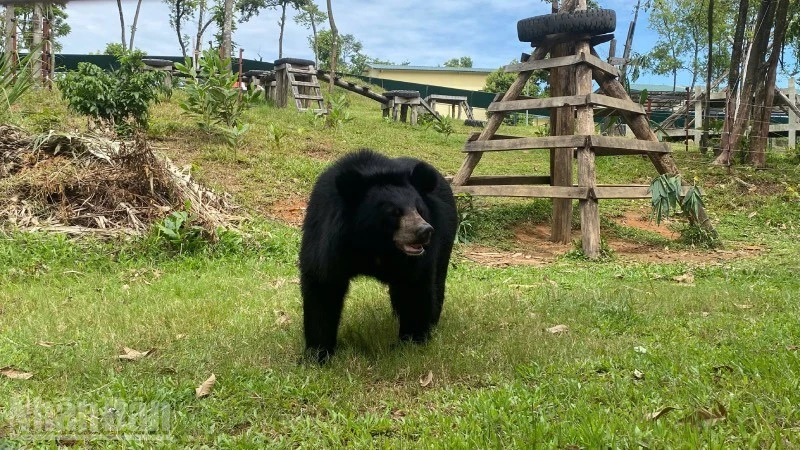 One of the 14 bears currently being cared for at the Viet Nam Bear Rescue Centre in Bach Ma.