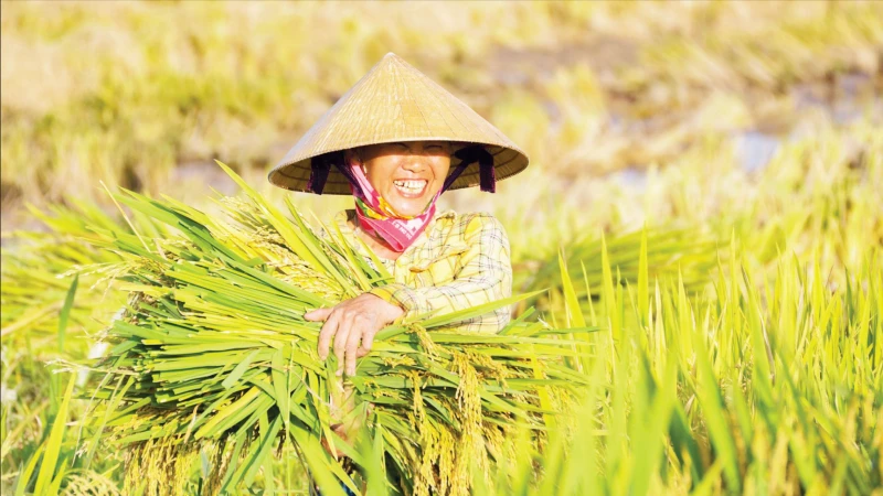 Giảm phát thải methane trong trồng trọt