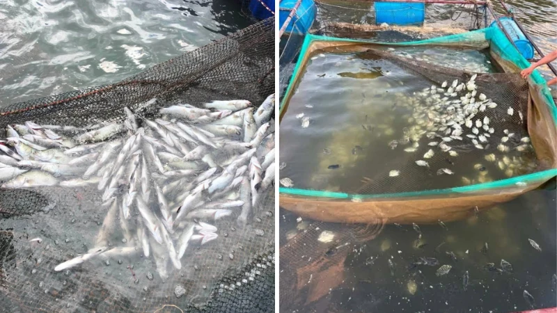 Xác định nguyên nhân khiến cá chết hàng loạt trên sông tại Quảng Trị