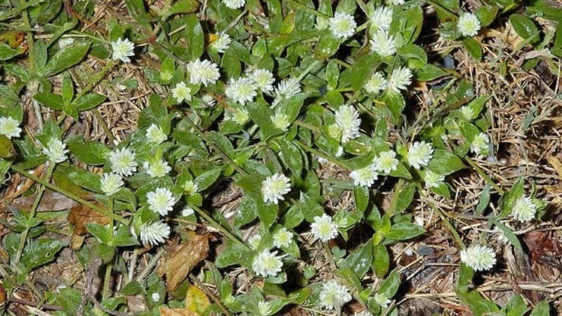 Điều trị bệnh gout từ thảo dược
