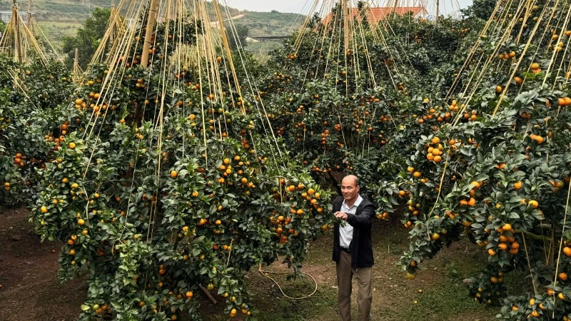 Gardeners are busy with preparations for the Fruit Festival. 