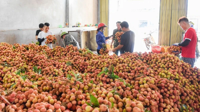 Nông dân thủ phủ vải sớm Phúc Hòa (Bắc Ninh) “chạy đua” với nắng nóng đỉnh điểm thu hoạch vải