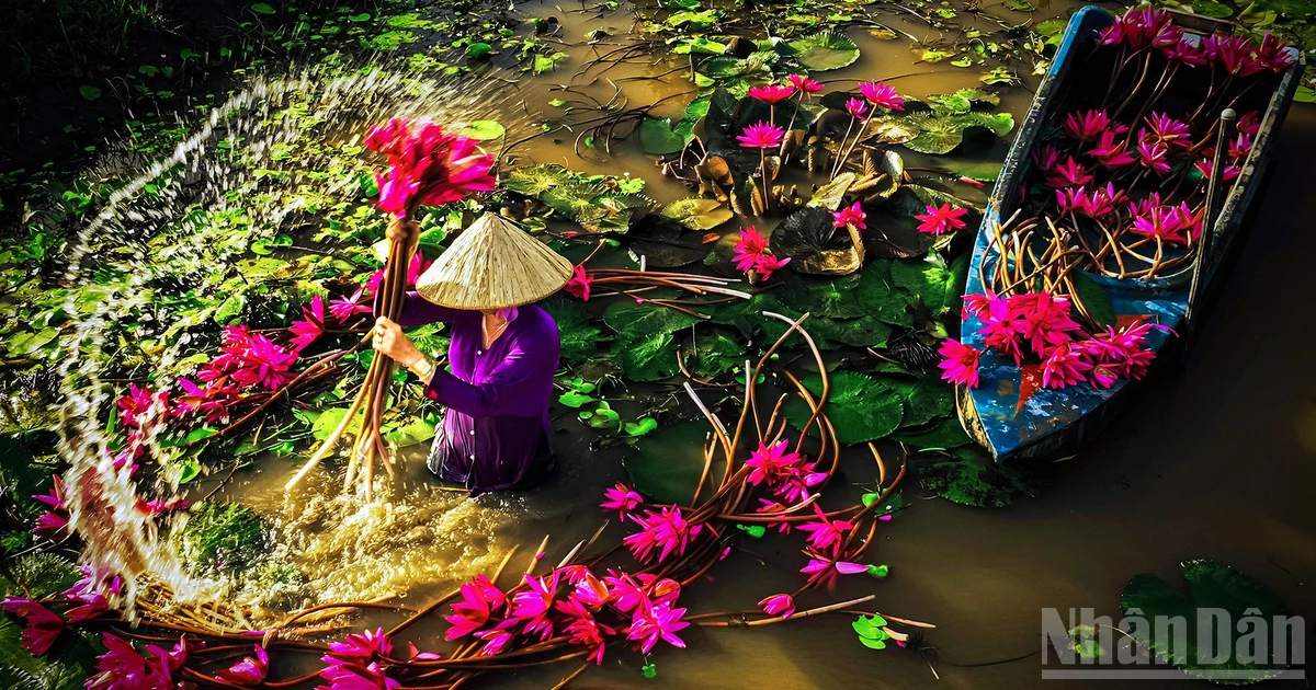 The season of blooming water lilies.