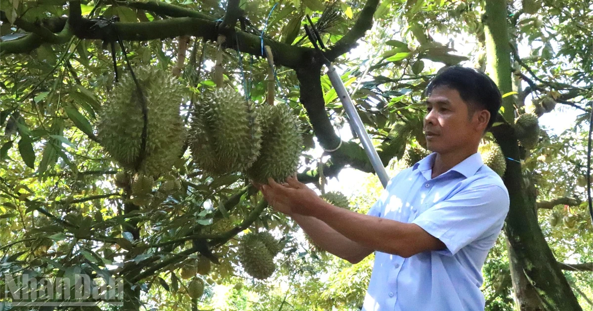 To date, Dak Lak has become one of Viet Nam’s leading provinces in durian cultivation by both acreage and output. 