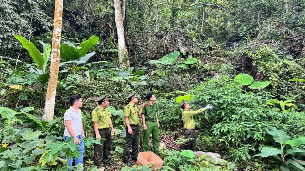 Liên tiếp giải cứu, tiếp nhận động vật hoang dã quý hiếm