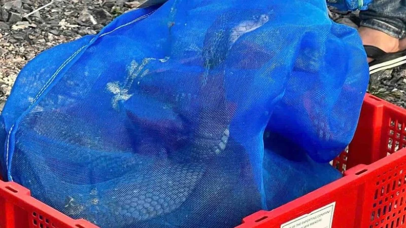 Công an Quảng Trị phát hiện gần 1 tấn rắn hổ mang không có giấy tờ chứng minh nguồn gốc hợp pháp. (Ảnh: Công an Quảng Trị)