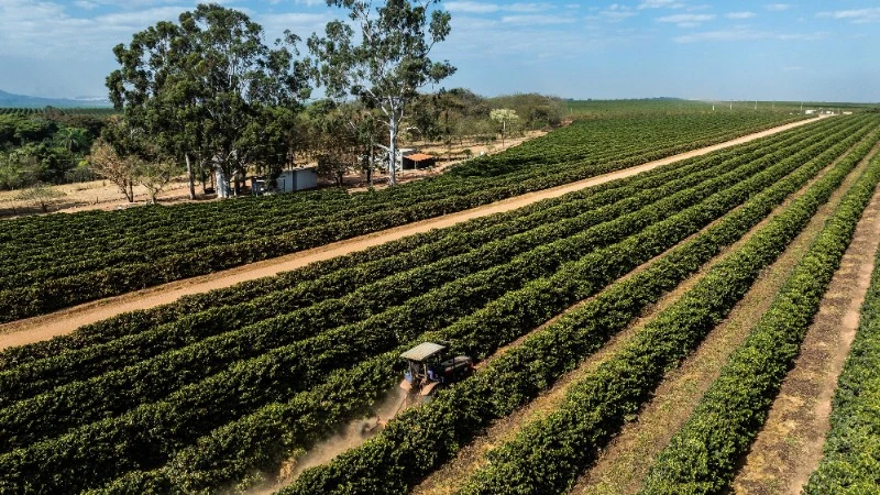 Cánh đồng cà-phê tại Minas Gerais, Brazil. (Ảnh: THX/TTXVN)