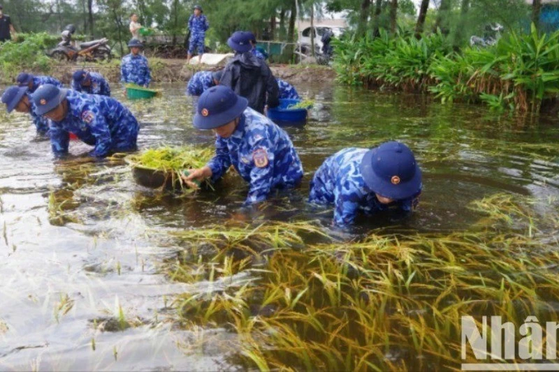 Lực lượng vũ trang hỗ trợ người dân xã Gio Hải, huyện Gio Linh, tỉnh Quảng Trị thu hoạch lúa bị ngập úng.