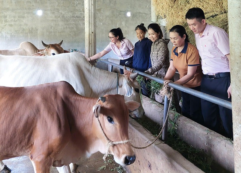 Mô hình vay vốn chăn nuôi bò ở thôn Hùng Sơn, xã Phú Trạch. 