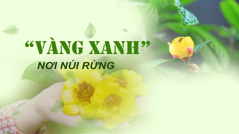 Vàng xanh nơi núi rừng