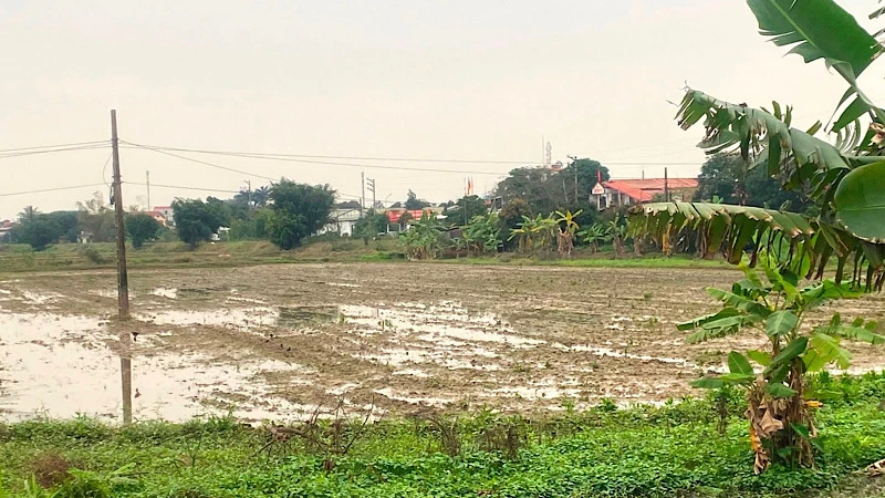 Khu đất được quy hoạch xây dựng đô thị ở xã Tứ Cường.