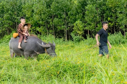 Dắt trâu và hướng dẫn du khách cưỡi trâu.