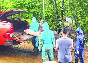 Lực lượng chức năng và chính quyền địa phương hỗ trợ người dân tiêu hủy lợn nhiễm bệnh theo đúng quy định.