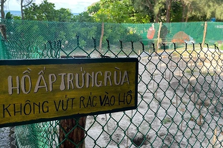 Côn Đảo là một trong những địa điểm quan trọng nhất tại Việt Nam cho các chương trình bảo tồn rùa biển. (Ảnh: Đình Nam)