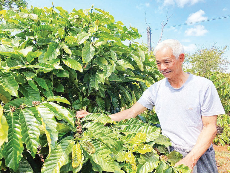 Nhiều vườn cà-phê cho năng suất cao nhờ ứng dụng khoa học-kỹ thuật, chăm sóc tốt. feed0af5a08028de7191.jpg