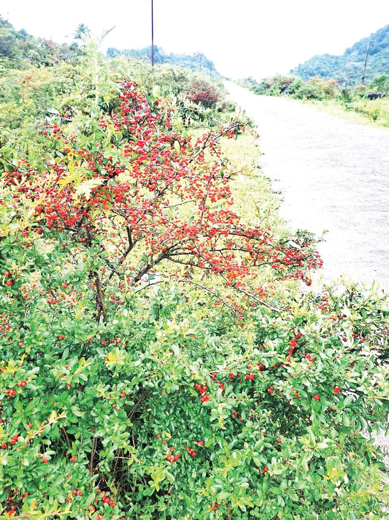tao-gai.jpg