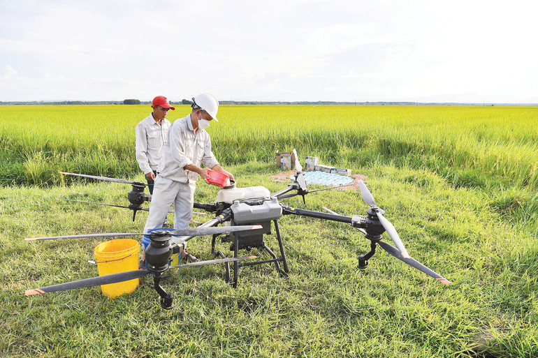 Drone được thiết kế để phun thuốc trừ sâu, phân bón, giúp tiết kiệm thời gian và công sức so với phương pháp truyền thống. Ảnh: Thành Đạt 5cd8cb525d8dd0d3899c.jpg