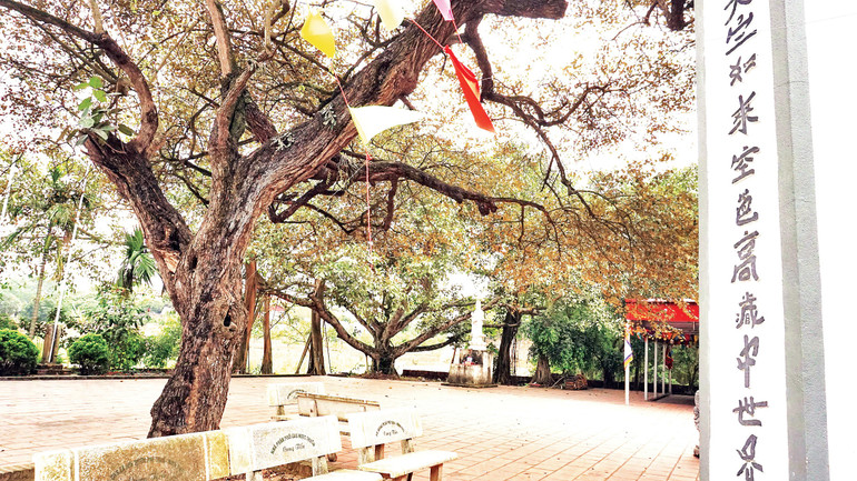 Cây táo cổ thụ ở thôn Phú Thịnh, xã Kim Anh. Ảnh: VĂN HỌC dsc05946.jpg