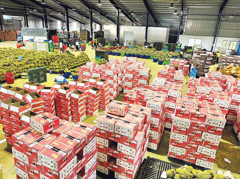 Trong bối cảnh thị trường gặp nhiều khó khăn, sầu riêng Long Thủy vẫn được xuất khẩu đều đặn. z6694835488764-f1fc922b65e44b76df467c427e8a49ae.jpg