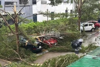 Cây đổ đè lên phương tiện ở thành phố Vinh cũ. Ảnh: THÀNH CHÂU