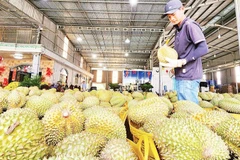 Xuất khẩu sầu riêng đã trở lại bình thường. (Ảnh: minh họa, nhandan.vn)