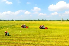 Theo Bộ Nông nghiệp và Môi trường, diện tích gieo cấy lúa năm 2026 ước đạt 7,09 triệu ha, giảm 36,1 nghìn ha so với năm 2025.