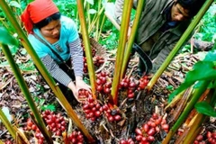 Trồng cây dược liệu thảo quả dưới tán rừng tại tỉnh Điện Biên. 