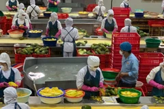 Sáu tháng đầu năm 2025, kim ngạch xuất khẩu nông, lâm, thủy sản đạt 33,84 tỷ USD, tăng 15,5% so với cùng kỳ năm 2024.
