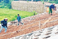 Công nhân Công ty Trách nhiệm hữu hạn tư vấn đầu tư và xây dựng Lâm Phúc thi công mái đập hồ chứa Trại Lần. (Ảnh: nhandan.vn)