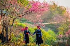 Nét đẹp hoa Tớ dày tại Mù Cang Chải. (Ảnh: THANH SƠN)