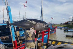 Tình trạng tàu cá vi phạm các lỗi phổ biến vẫn còn xảy ra tại một số địa phương.