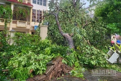 Công nhân vệ sinh môi trường khẩn trương thu dọn cây đổ sau bão số 5. (Ảnh: NGÔ TUẤN)