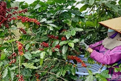 Thu hoạch cà-phê tại Lâm Đồng. 