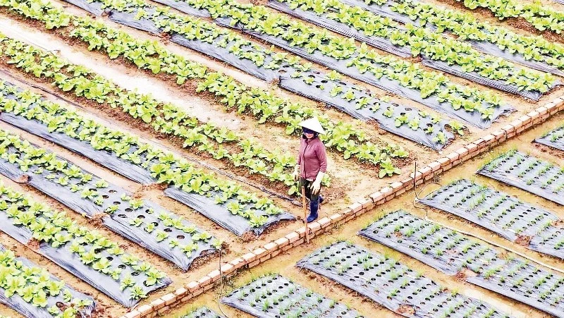 Vùng rau Đơn Dương hồi sinh sau trận lũ lịch sử cuối năm 2025