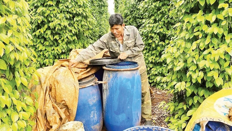 Nông nghiệp Lâm Đồng đối mặt thách thức kép: Giá vật tư tăng và thời tiết cực đoan