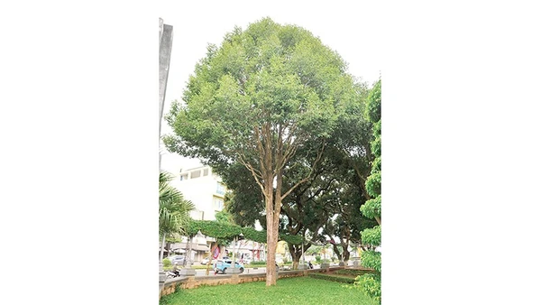 Cây Kơ nia trong khuôn viên bảo tàng tỉnh Gia Lai (cũ).