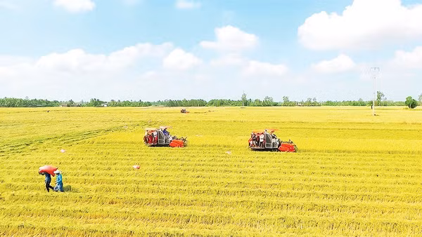 Nông dân Cần Thơ thu hoạch lúa đông xuân 2026.