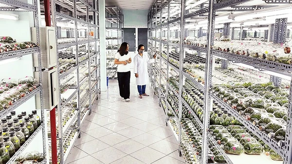 Phòng nhân giống hoa lan bằng phương thức inverter, Khu nông nghiệp công nghệ cao Thành phố Hồ Chí Minh.