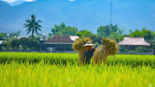 Những cánh đồng lúa hiện thực hóa mục tiêu phát triển nông nghiệp bền vững