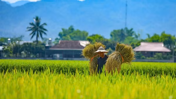 Những cánh đồng lúa hiện thực hóa mục tiêu phát triển nông nghiệp bền vững