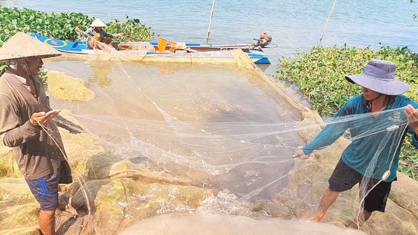 Ngư dân Vàm Nao thu hoạch cá cơm nước ngọt.