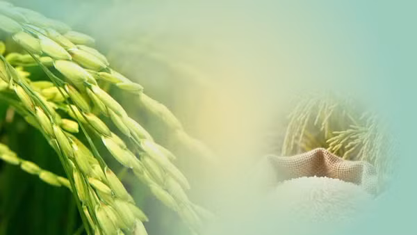 Con đường lúa gạo Việt Nam: Những dấu chân và thành tựu