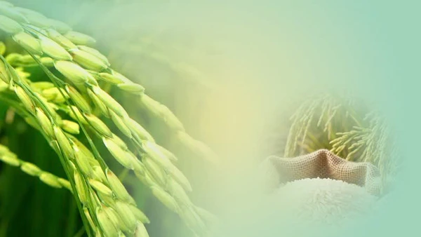 Con đường lúa gạo Việt Nam: Những dấu chân và thành tựu