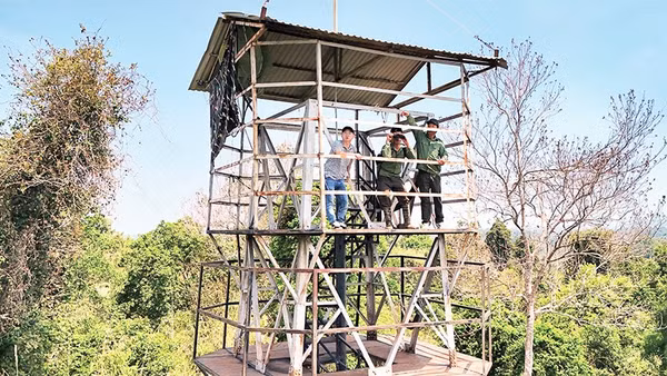 Nhân viên Ban quản lý rừng Đắk Mai bảo vệ rừng và phòng, chống cháy từ trên tháp cao hơn 40m.