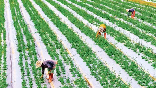 Công nhân chăm sóc cây cà gai leo tại vùng canh tác dược liệu của Công ty An Xuân tại xã Hiếu Giang, tỉnh Quảng Trị.