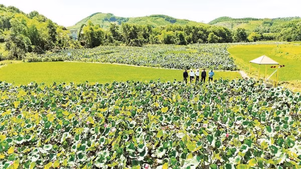 Mô hình trồng sen phục vụ du lịch cộng đồng thôn Đại An.