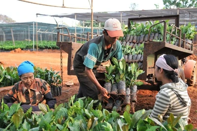 Người dân phường Tân Lập, tỉnh Đắk Lắk, chọn giống để phát triển vùng trồng cà-phê. (Ảnh: NGUYỄN ĐĂNG)
